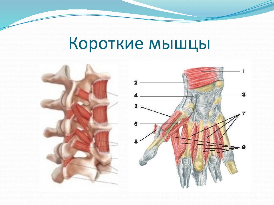 Короткие мышцы. Длинные короткие и широкие мышцы. Мышцы между позвонками. Короткие межпозвонковые мышцы.