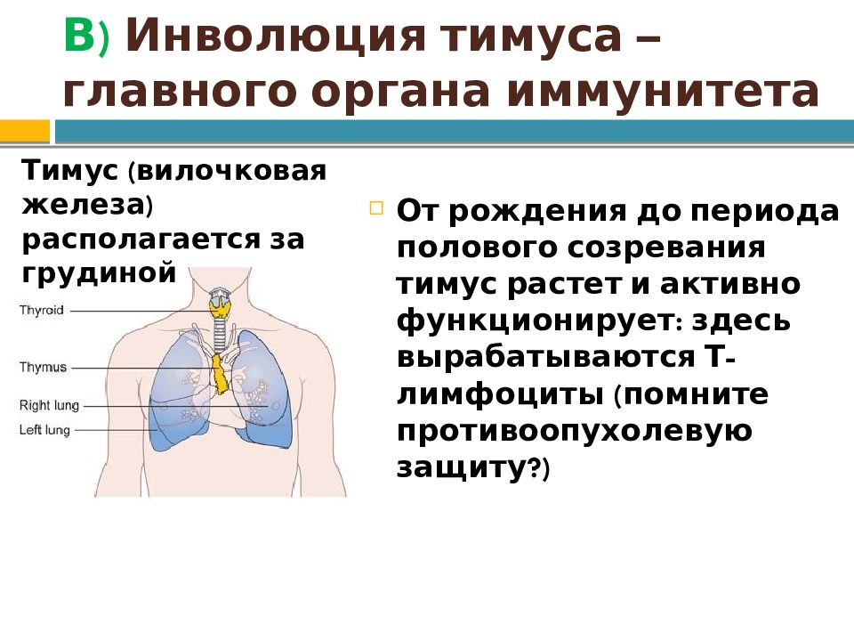 Инволюция это. Неполная инволюция вилочковой железы на кт. Инволюция вилочковой железы. Тимус вилочковая железа инволюция. Возрастные изменения тимуса.