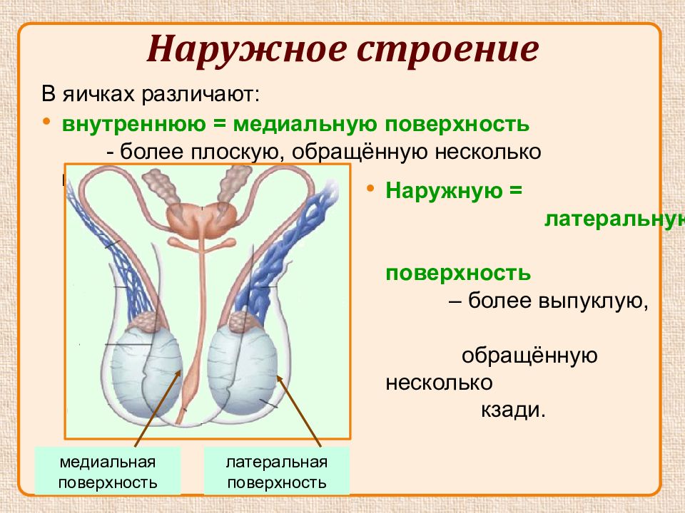 Наружные половые органы картинка