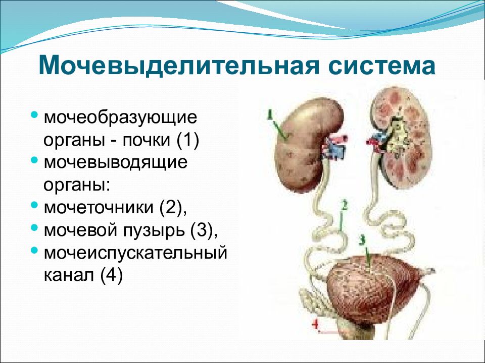 Технологическая карта мочевыделительная система строение и функции