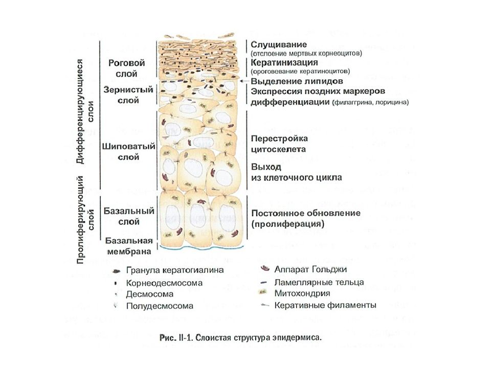 Кератиноциты. Кератинизация эпителия. Кератинизация гистология схема. Процесс кератинизации эпидермиса. Зернистый слой эпидермиса функции.