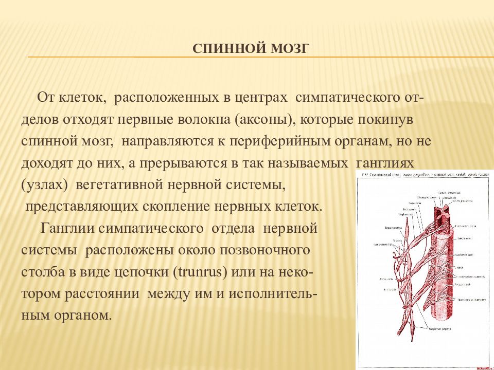 Биология 8 строение нервной системы спинной мозг