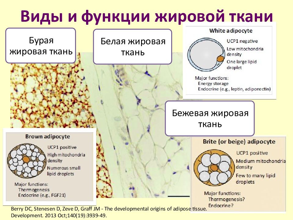 Презентация жировая ткань