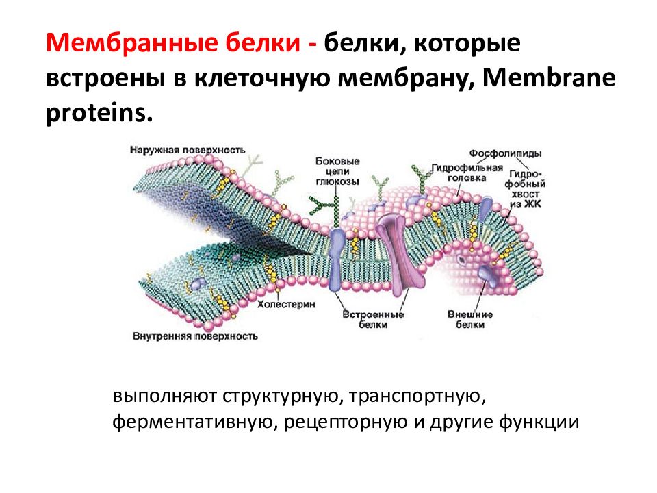 Белки мембраны клетки. Строения Интегральные белки мембран. Функции погруженных белков в мембране. Интегральные белки мембраны функции. Встроенный белок в мембране функция.