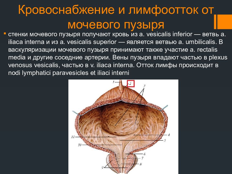 Схема иннервации мочевого пузыря