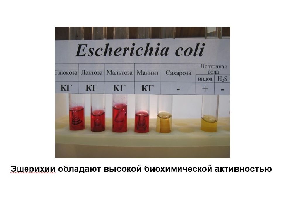 Сахаролитическая активность