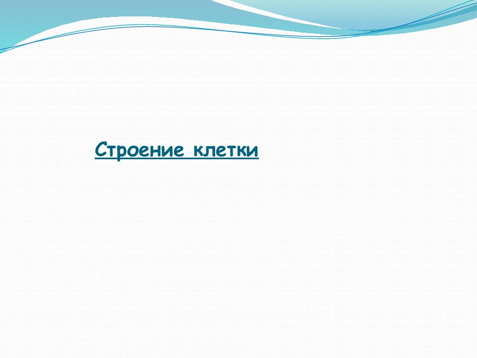 Строение клетки