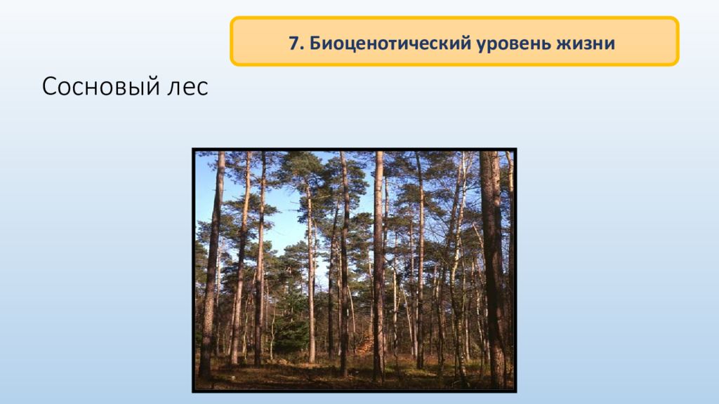 Пример биоценотического уровня организации живого. Биоценотический уровень жизни. Сосновый лес для презентации. Биоценотический уровень организации. Биоценотический уровень организации жизни.