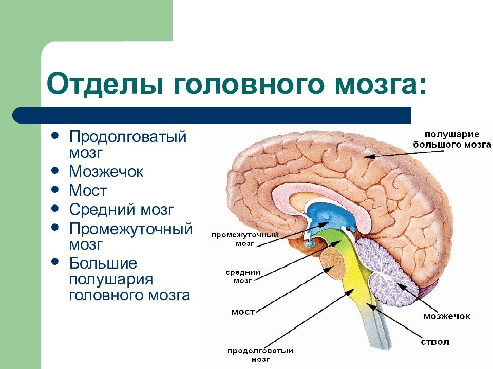 Каковы функции отделов головного мозга. Мозг строение и функции отделов. Строение и функции отделов головного мозга. Анатомическая классификация отделов головного мозга. Функции основных отделов головного мозга.