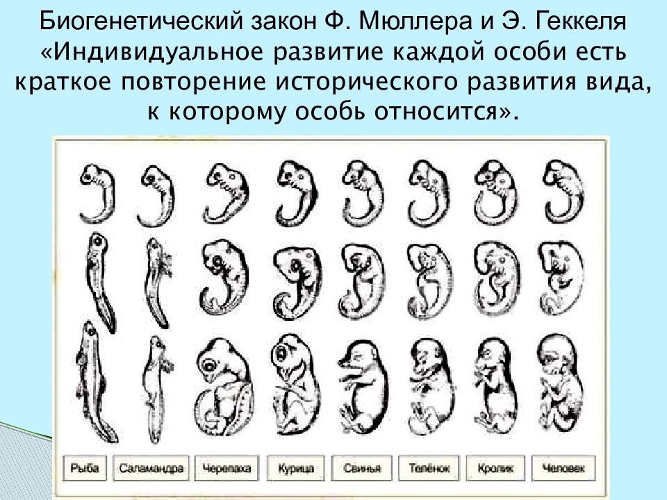 Онтогенез повторяет филогенез на примере позвоночных. Теория рекапитуляции Геккеля. Эволюция эмбриона Геккель. Закон зародышевого сходства Геккеля Мюллера. Теория Мюллера Геккеля.