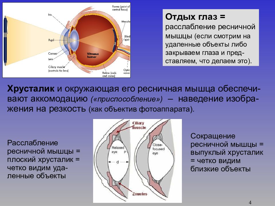 Мышцы аккомодации. Аккомодационная мышца глаза анатомия. Строение глаза цилиарная мышца. Строение глаза аккомодация. Интраокулярные мышцы глаза.
