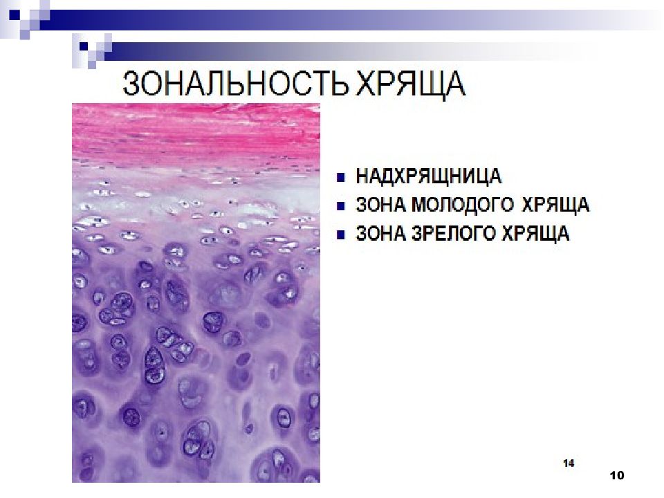 Скелетные ткани презентация