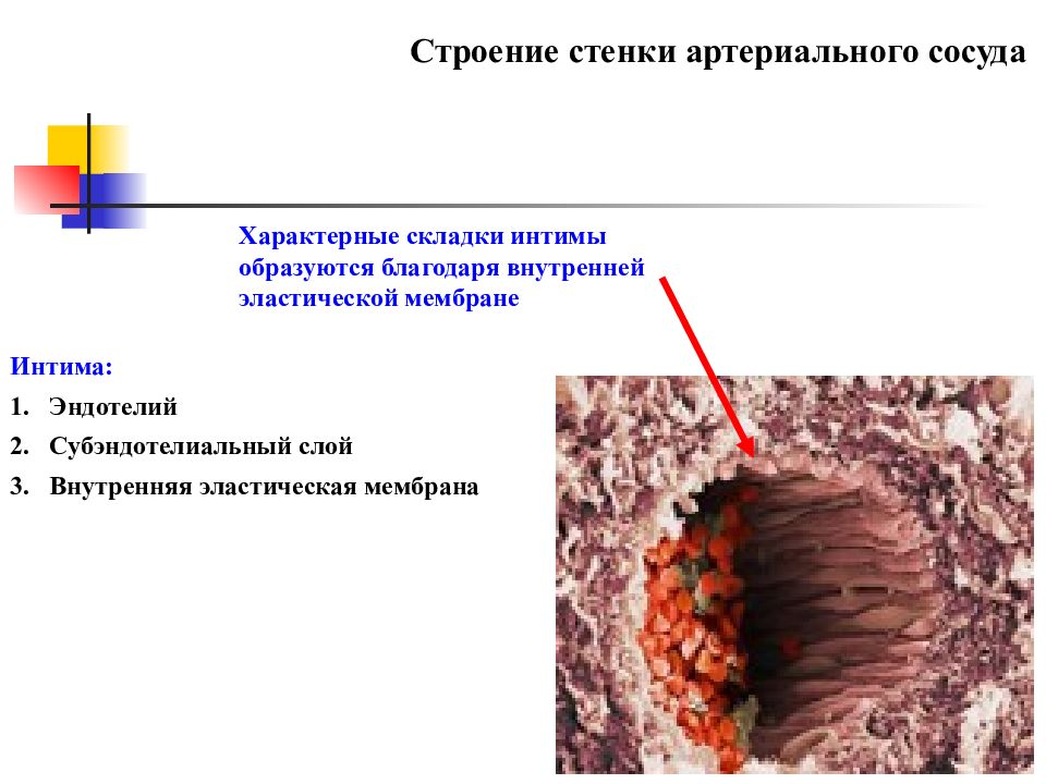 Строение стенки каверны