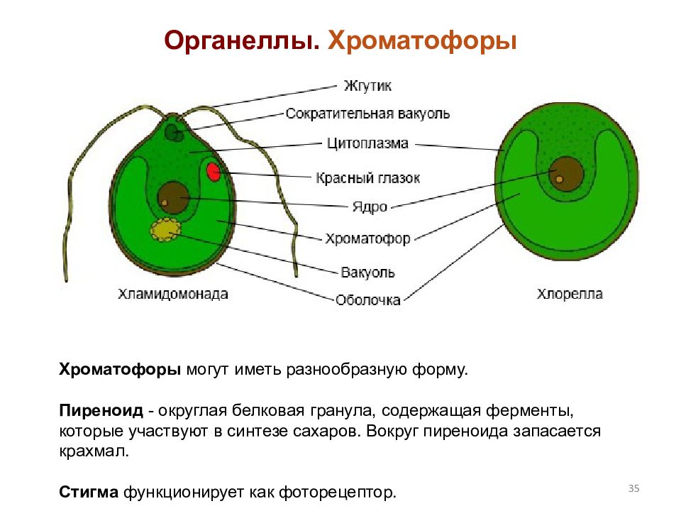 Хламидомонада рисунок с подписями