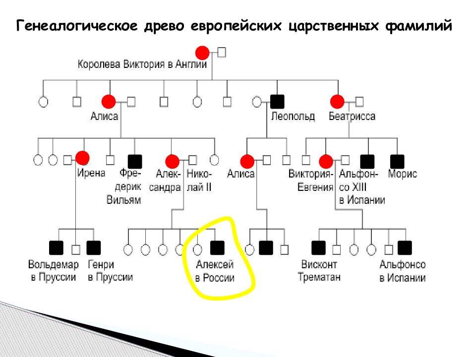 Как найти свою родословную по фамилии. Дмитрий Медведев генеалогическое Древо. Родословная Медведева Дмитрия Анатольевича Древо. Генеалогическая родословная. Генеалогическое Древо Дмитрия Медведева.