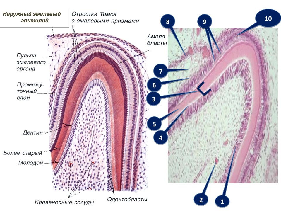 Развитие зуба схема гистология