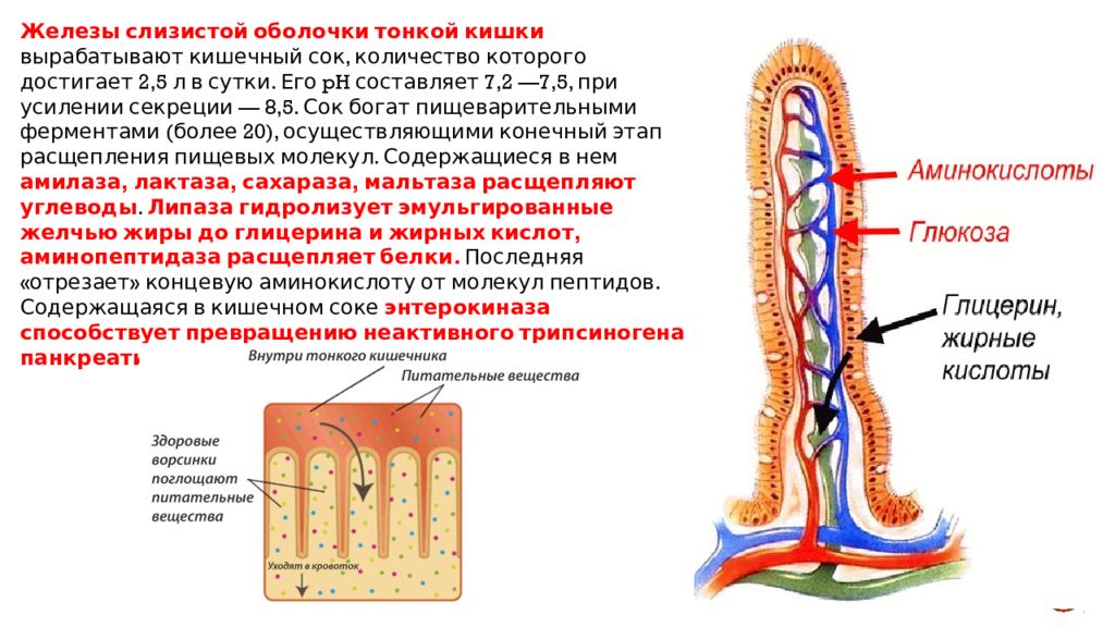 Какие вещества всасываются через ворсинки тонкого кишечника. Железы тонкого кишечника строение. Железы слизистой оболочки тонкой кишки. Железами слизистой оболочки тонкой кишки вырабатывается. Строение слизистой оболочки кишечника.