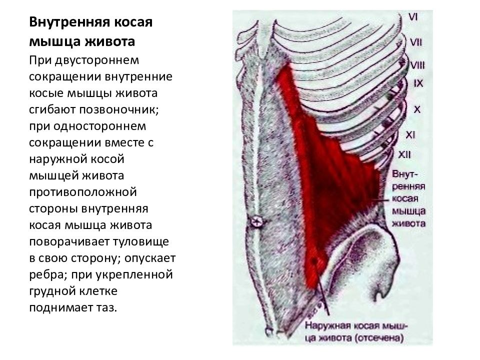 Где косые мышцы живота. Внутренняя косая мышца живота функции. Апоневроз внутренней косой мышцы живота. Наружная косая мышца живота анатомия. Внутренние косые мышцы живота.