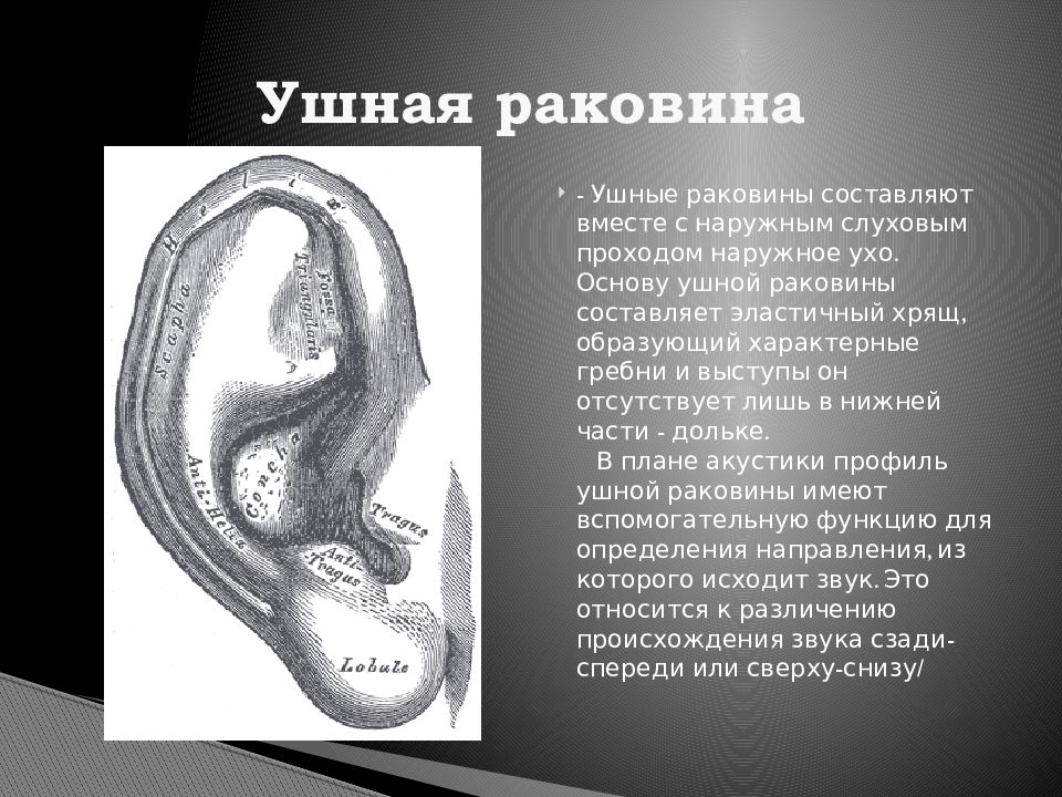 Что такое ушная раковина. Ушная раковина образована хрящом. Ушная раковина ушная раковина.
