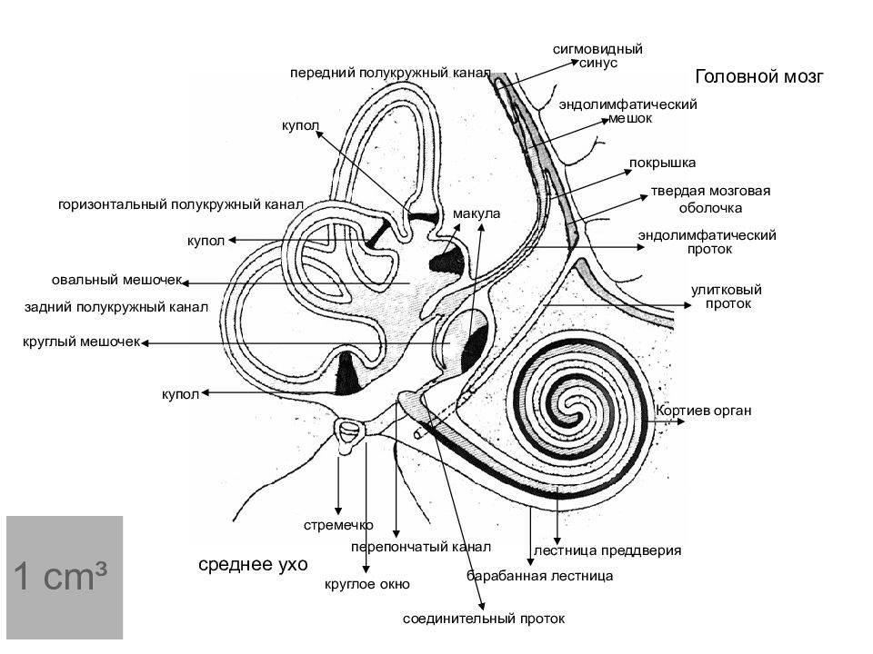 Ушные латынь. Полукружные каналы анатомия внутреннее ухо. Костный Лабиринт внутреннего уха анатомия. Костный Лабиринт внутреннего уха (улитка). Схема строения внутреннего уха гистология.