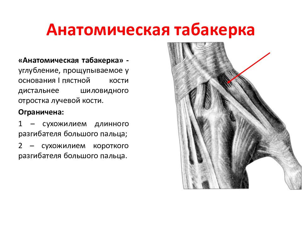 Мышцы кисти анатомическая Табакерка