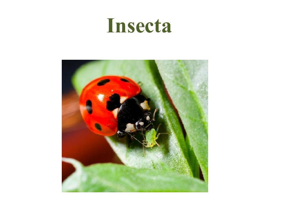 Insecta