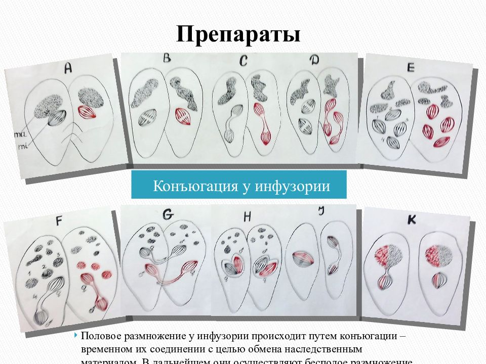 Стадии конъюгации инфузории. Процесс конъюгации инфузории туфельки. Конъюгация инфузорий схема. Размножение инфузорий конъюгация.