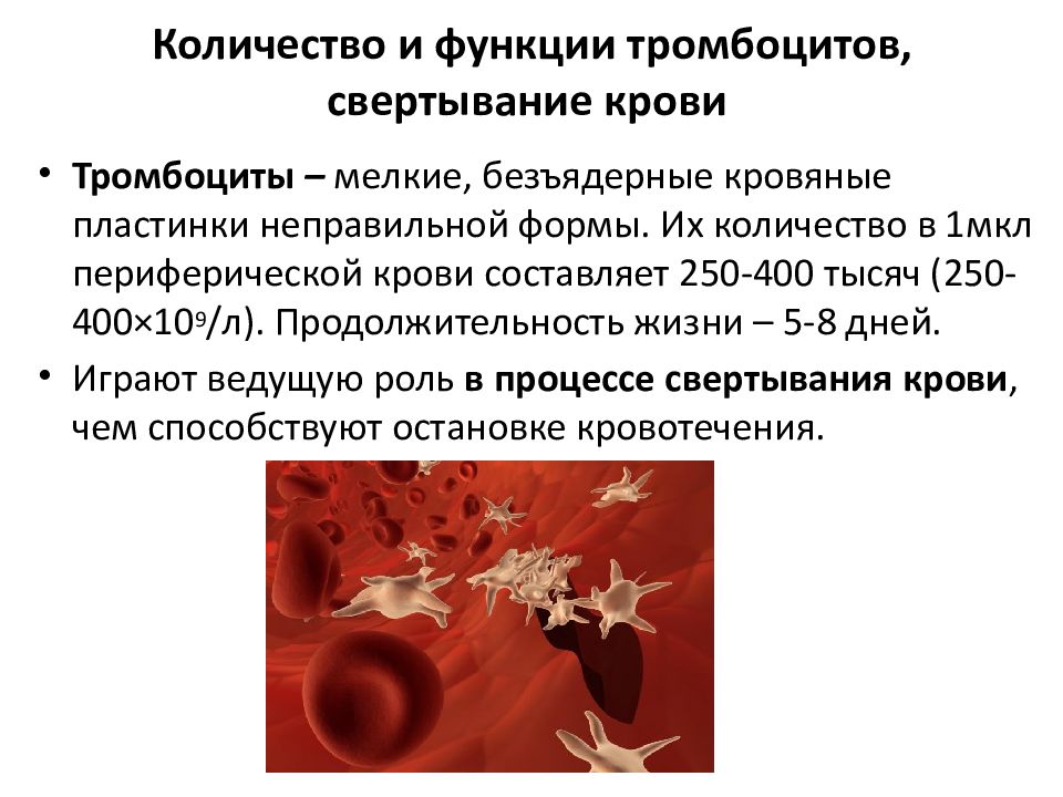 Причина повышенных тромбоцитов. Тромбоциты функция свертывание крови. Функции тромбоцитов в процессе свертывания крови:. Тромбоциты выполняют функцию. Репарационная функция тромбоцитов.