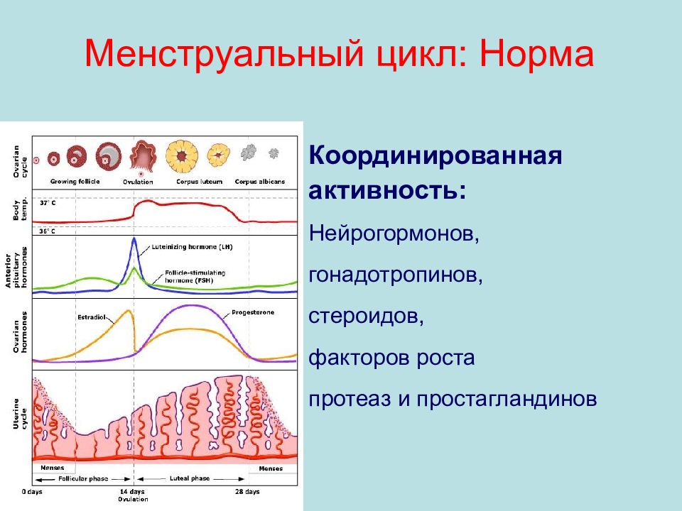 После норма цикла