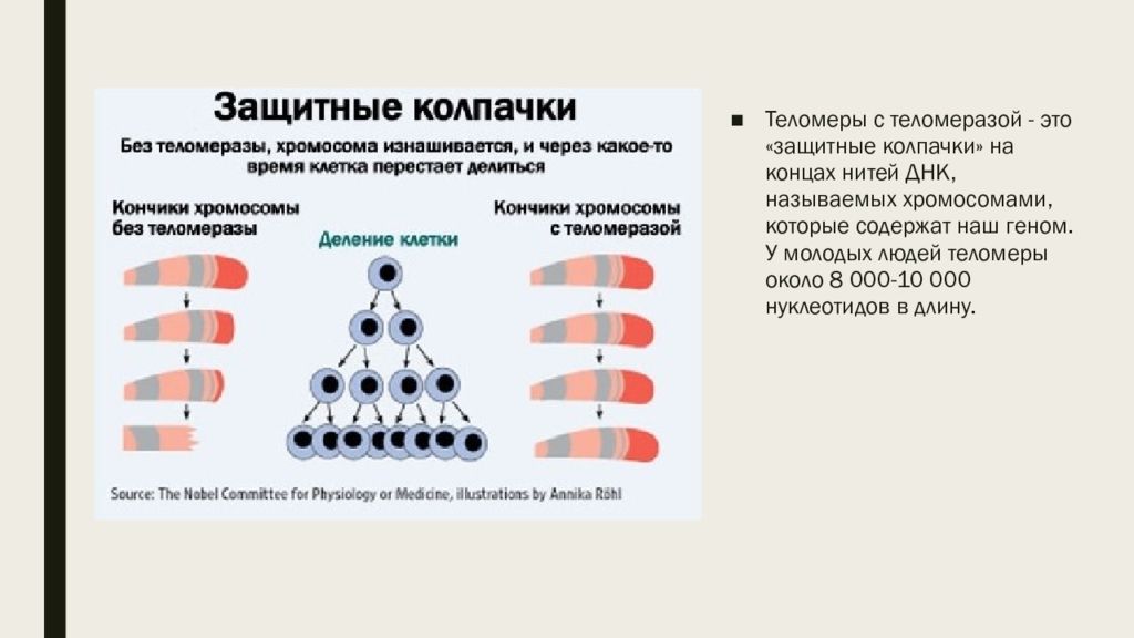 Презентация механизмы старения