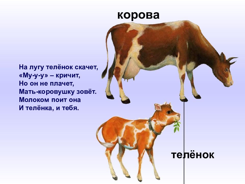 Домашние животные и их детеныши презентация подготовительная группа