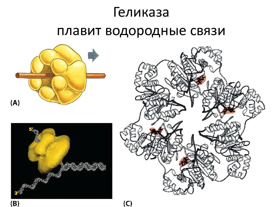 Геликаза