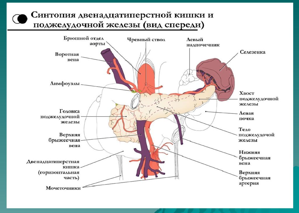 Топографическая анатомия и хирургия. Поджелудочная железа анатомия топография. Анатомия двенадцатиперстной кишки схема. Топографическая анатомия отличие от анатомии. Треугольник Кало топографическая анатомия границы.