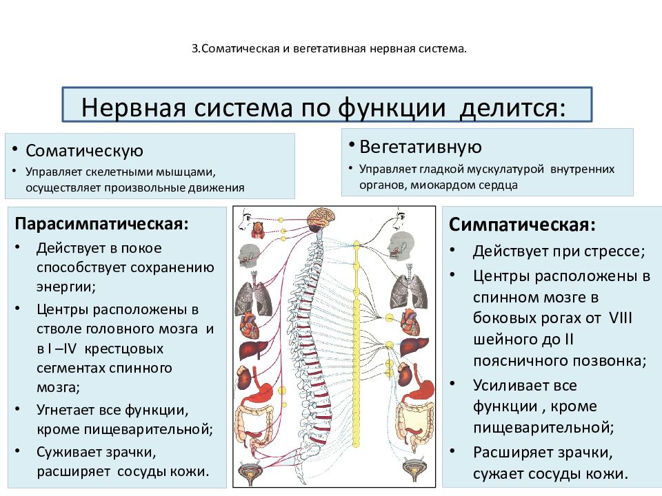 Соматическая система