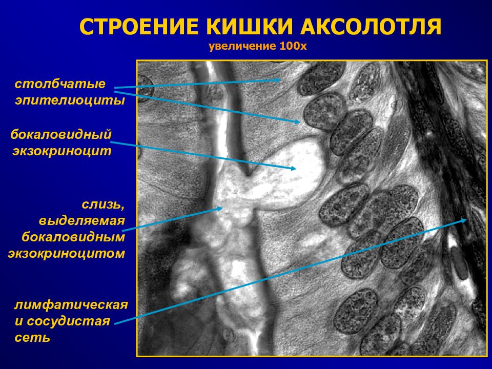 Эпителиоциты. Столбчатые эпителиоциты тонкой кишки и бокаловидные экзокриноциты. Бокаловидных экзокриноцито. Столбчатые эпителиоциты тонкой кишки строение. Бокаловидные экзокриноциты тонкой кишки.