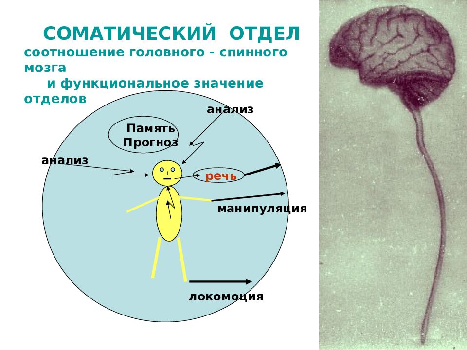 Нервная система человека презентация пименов