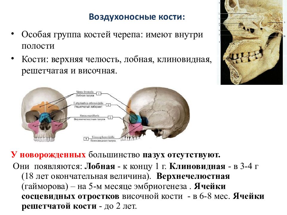Костные ткани черепа. Клиновидная и лобная кость черепа. Скелет головы воздухоносные кости. Воздухоносные кости черепа. Воздухоносные полости в костях черепа.