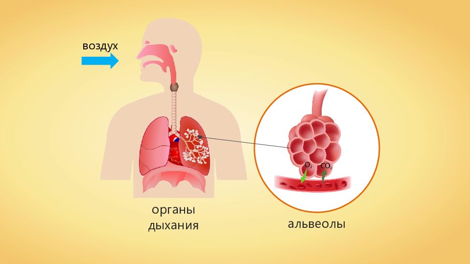 Дыхание объем легких. Механизм дыхания жизненная емкость легких. Механизм дыхания жизненная емкость легких 8 класс. Механизм дыхания 8 класс биология.