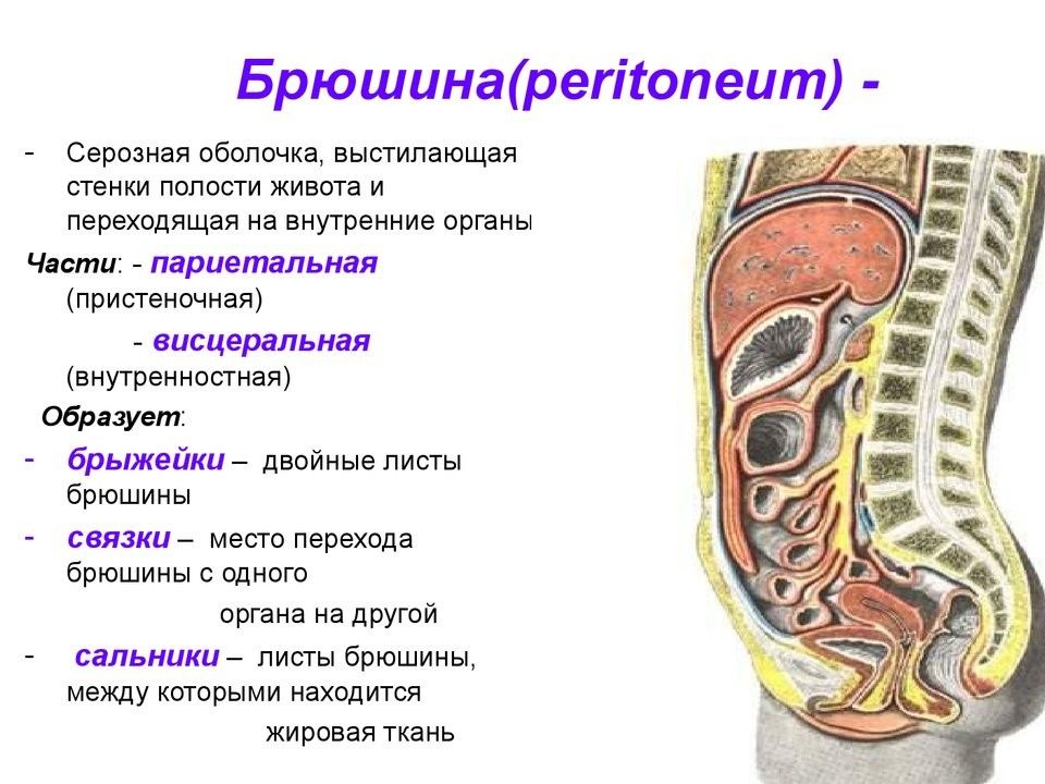 Малый сальник анатомия