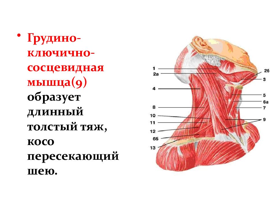 Шейные мышцы. Мышцы головы и шеи вид сбоку с обозначениями. Мышцы головы и шеи анатомия. Мышцы головы шеи и туловища. Грудино-ключично-сосковой мышцы.