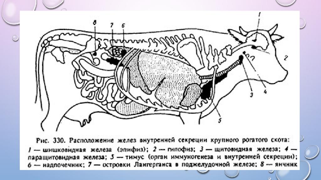 Железы животных. Топография желез внутренней секреции коровы. Расположение желез внутренней секреции КРС. Схема расположения желез внутренней секреции у коровы. Поджелудочная железа крупного рогатого скота.