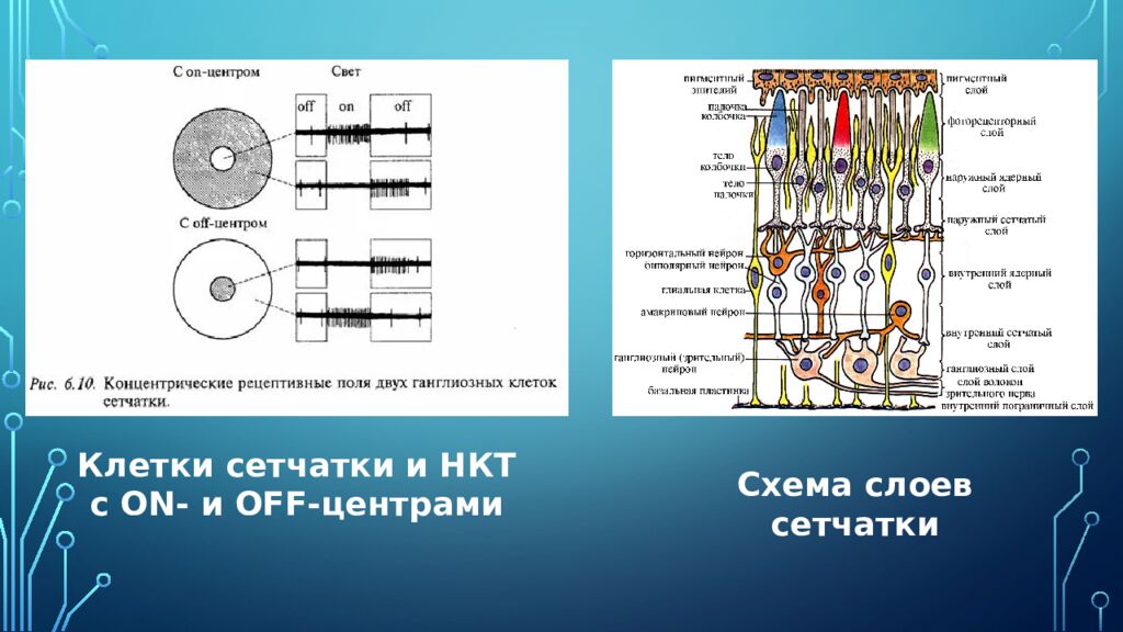 Нейроны зрительной коры: детекторы признаков и их иерархия