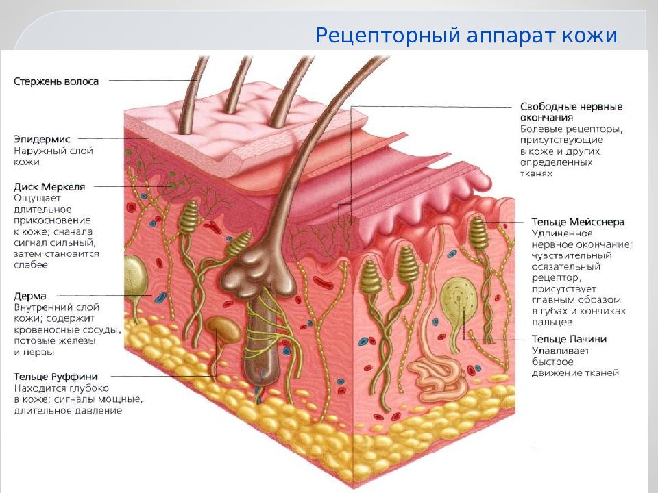 Кожная сенсорная система презентация