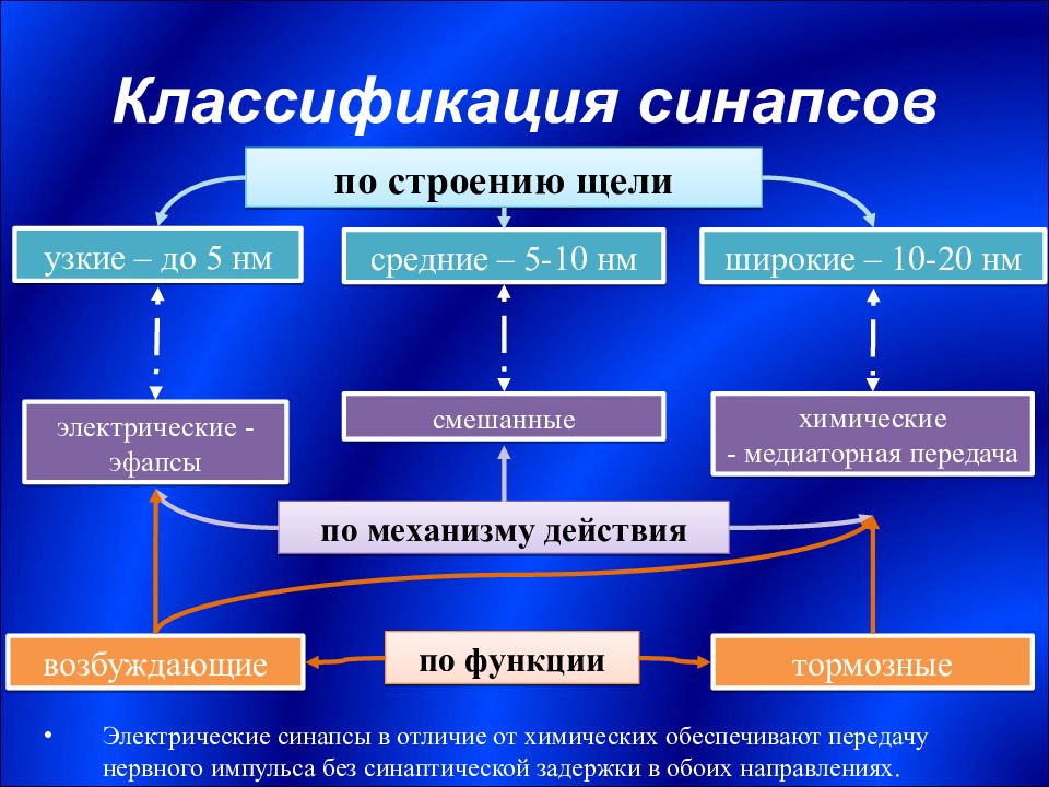 Наука изучающая нервную систему. Введение в изучение нервной системы. Эфапс физиология. Подсистемы НС. Классификация синапсов по автору.