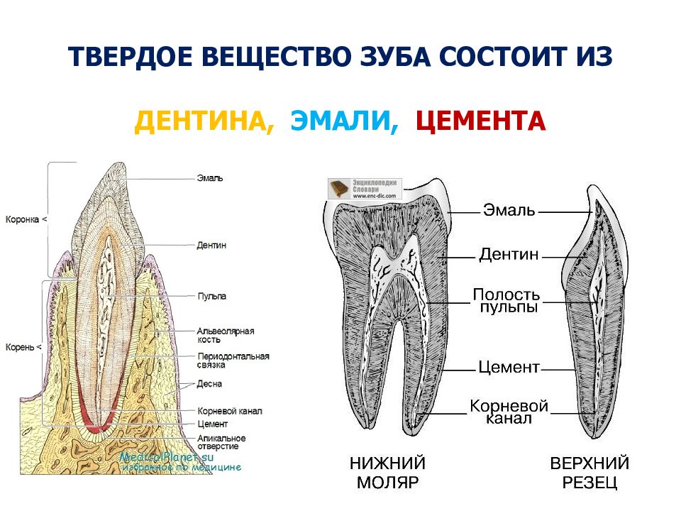 Какие части зуба обозначены на рисунке буквами а б в