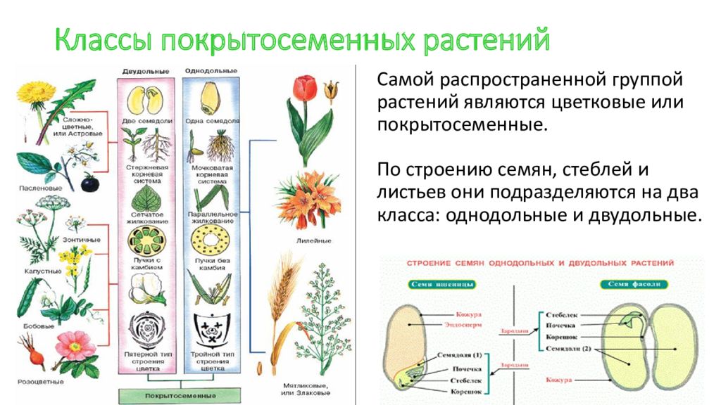 Пшеница это однодольное или двудольное. Покрытосеменные растения класс двудольные. Отдел покрытосеменных (цветковых)растений. Классификация покрытосеменных класс двудольные. Классификация покрытосеменных растений схема.