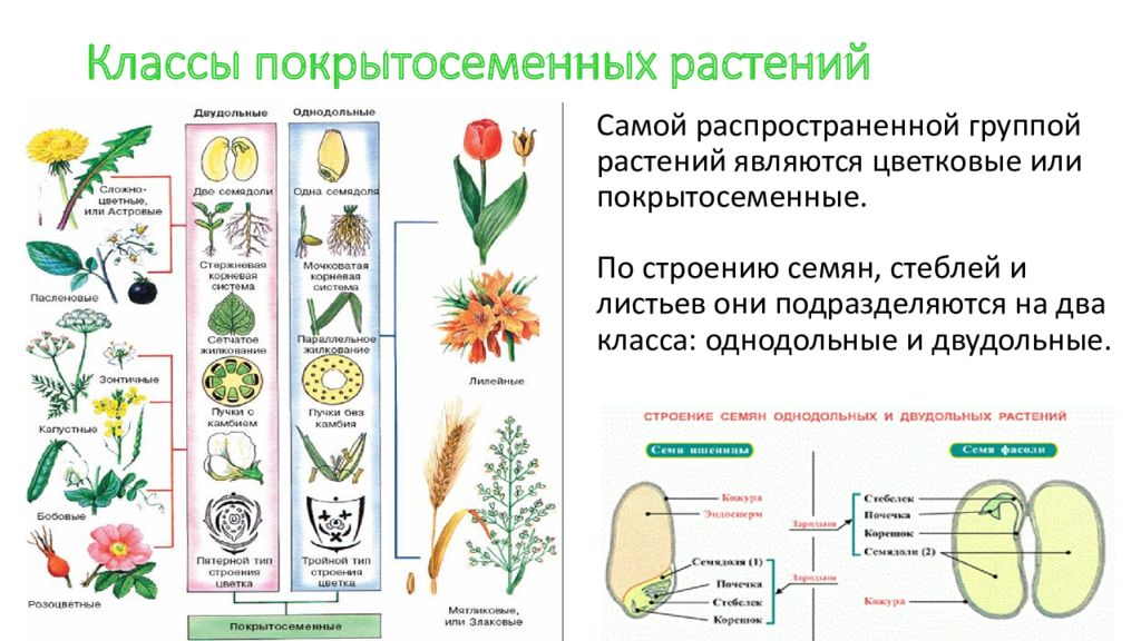 Однодольные и двудольные растения лабораторная работа. Отдел покрытосеменных (цветковых)растений. Схема классификации покрытосеменных растений. Биология отдел покрытосеменных растений. Классификация покрытосеменных класса двудольные.