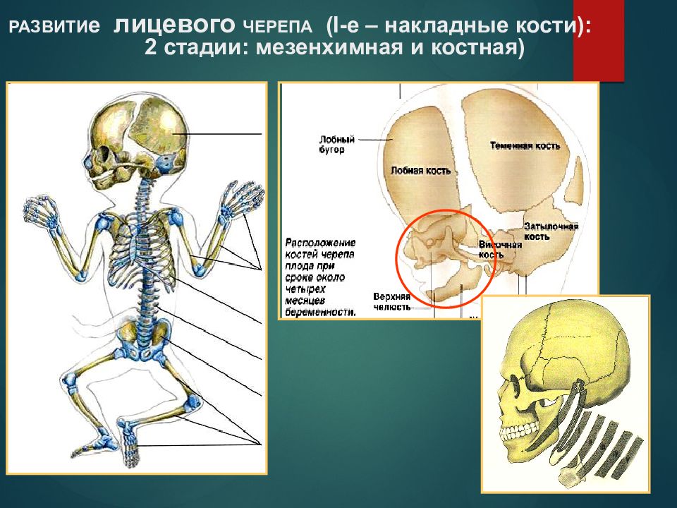 Развитие черепа в онтогенезе