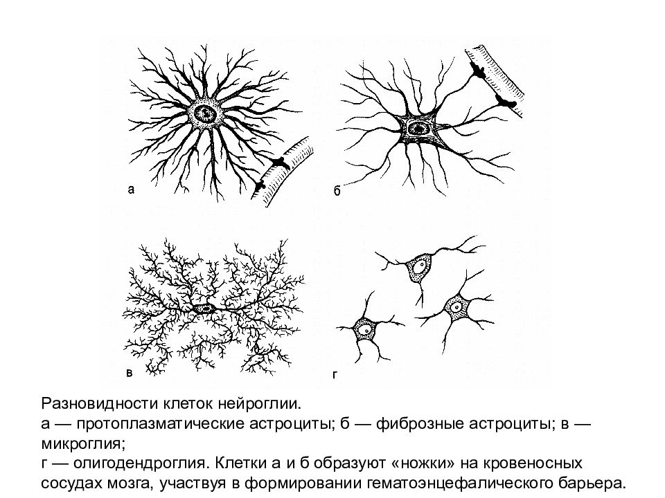 Клетки нейроглии. Протоплазматические астроциты. Волокнистые астроциты строение. Нейроглия протоплазматические астроциты. Протоплазматические астроциты функции.