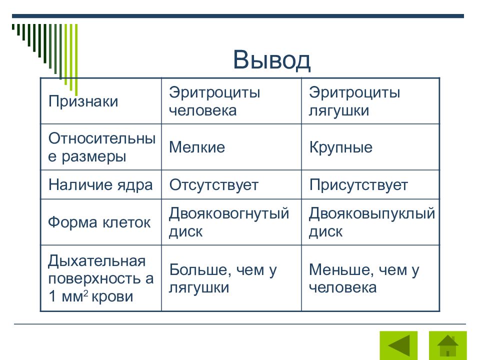 Укажите какой цифрой на рисунке обозначены эритроциты лягушки а какой эритроциты человека